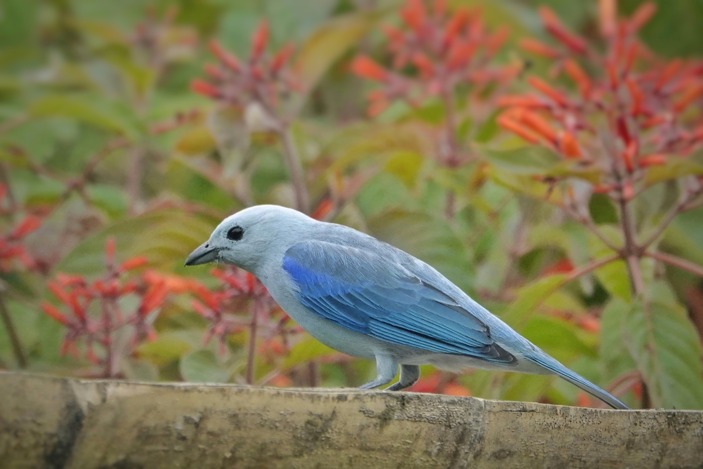 Tangara bleu
